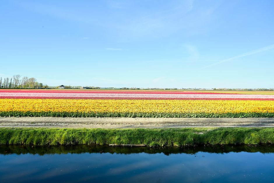 A colorful landscape of blooming tulip fields reflecting in a canal under a clear blue sky.