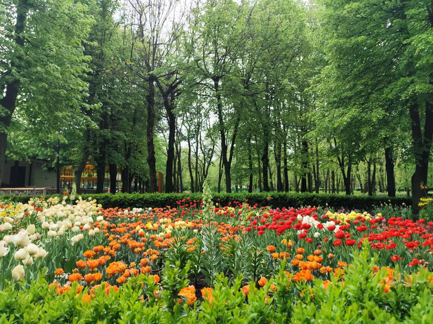 Lush spring garden with colorful tulips in bloom surrounded by trees.